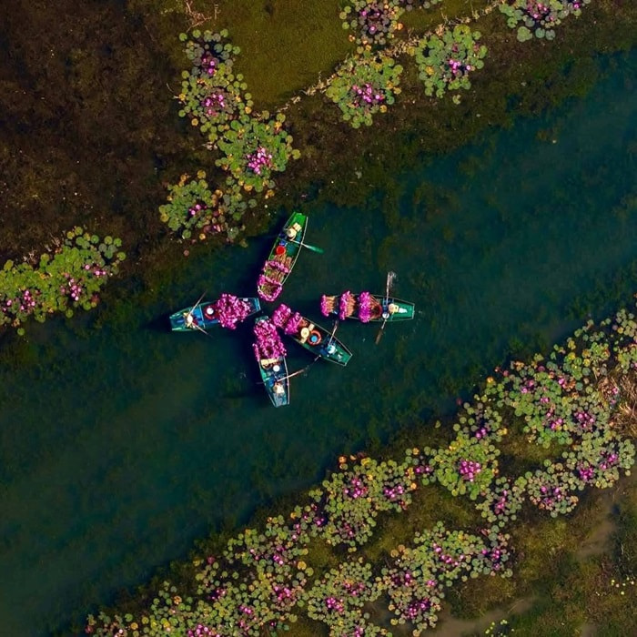 Đi Ninh Bình tháng mấy đẹp nhất? Sắc hồng tím của hoa súng làm xao xuyến lòng người - Ảnh: Lữ Hành Việt Nam