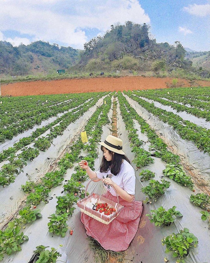 Trải nghiệm hái dâu ở vườn dâu Chimi Farm - Ảnh: Cattour