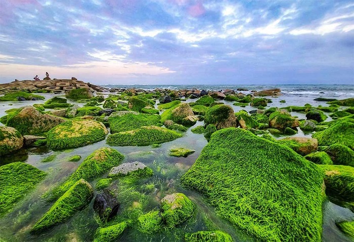 Vẻ đẹp kỳ lạ của bãi rêu xanh Xóm Rớ - Ảnh: Internet