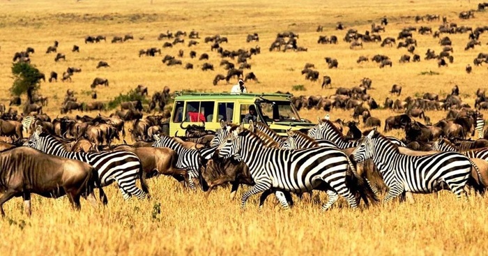 Du lịch châu Phi mùa nào đẹp nhất? Tháng 7 - 8 là mùa di cư tại Masai Mara - Ảnh: Premier Tour