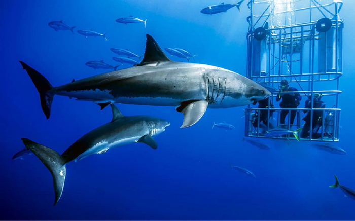 Lặn cùng cá mập trắng là hoạt động mạo hiểm ở châu Phi đòi hỏi sự can đảm và bản lĩnh - Ảnh: Tạp Chí Du Lịch HCM