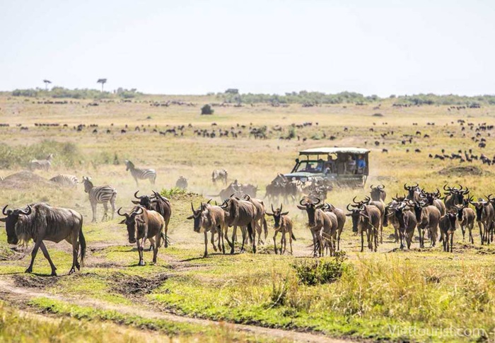 Hành trình safari khám phá thế giới động vật hoang dã - Ảnh: Viettourist