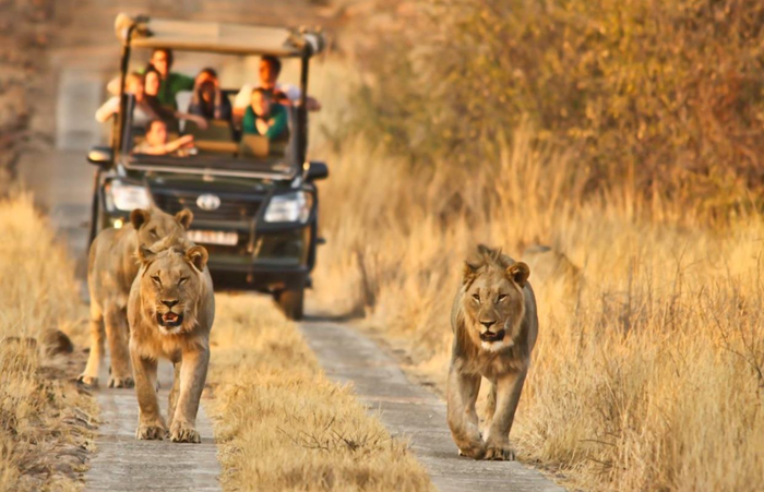 Tham gia safari games để khám phá thế giới động vật hoang dã ở châu Phi - Ảnh: Vnewstoday