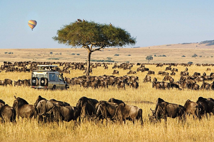 Đại di cư của động vật hoang dã diễn ra tháng 6 tới tháng 10 - Ảnh: Vietravel