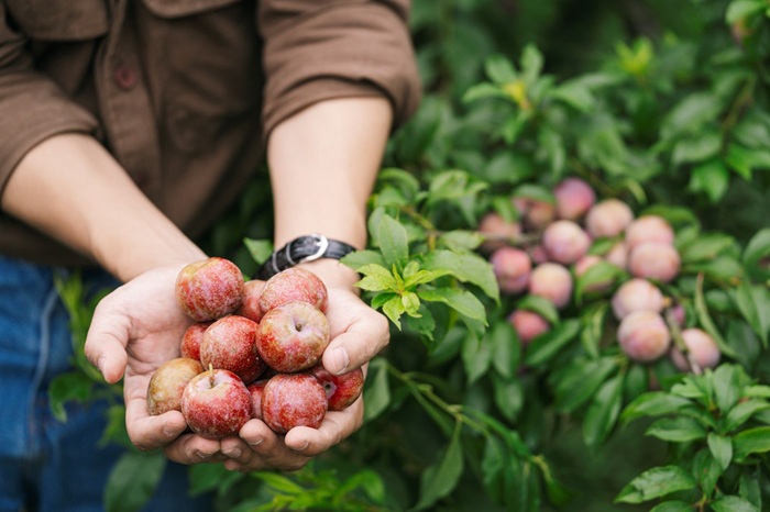 Thử một ngày hóa thân thành nông dân hái mận Mộc Châu - Ảnh: Báo Lao Động