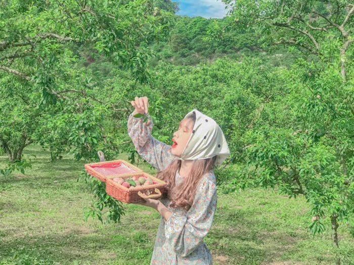 Hóa thân thành nàng thơ ở vườn mận Mộc Châu - Ảnh: Lễ Travel