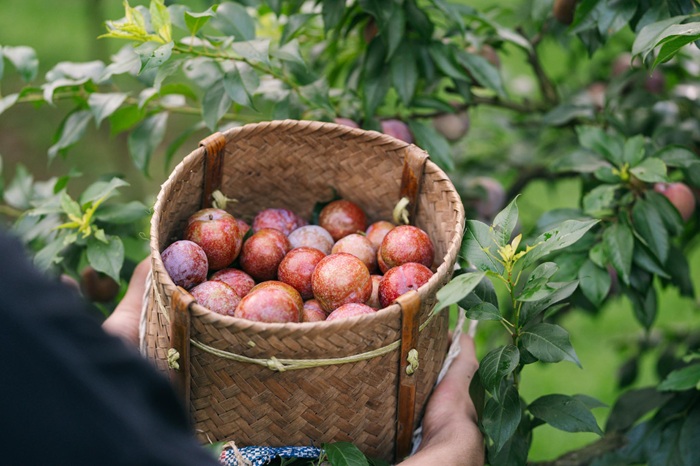 Mua một ít mận hậu tươi làm quà cho người và bạn bè - Ảnh: Sài Gòn Tiếp Thị