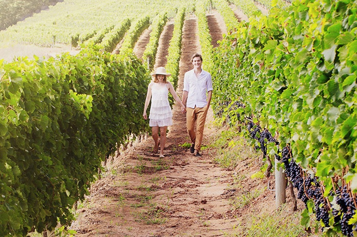 Ghé vườn nho ở Nam Phi - Ảnh: Freedom Destinations