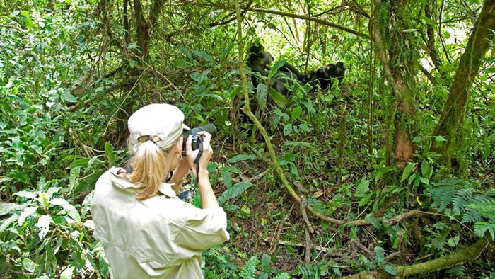 Nên đi nước nào ở châu Phi? Tham quan vườn quốc gia Bwindi ở Uganda - Ảnh: Khoa Học