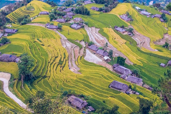 Sức sống mãnh liệt ở ruộng bậc thang Hoàng Su Phi ở cao nguyên đá Đồng Văn - Ảnh: 24H