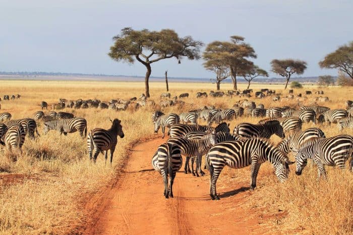 Serengeti là nơi sinh sống của khoảng 250.000 con ngựa vằn - Ảnh: Khám Phá Châu Phi