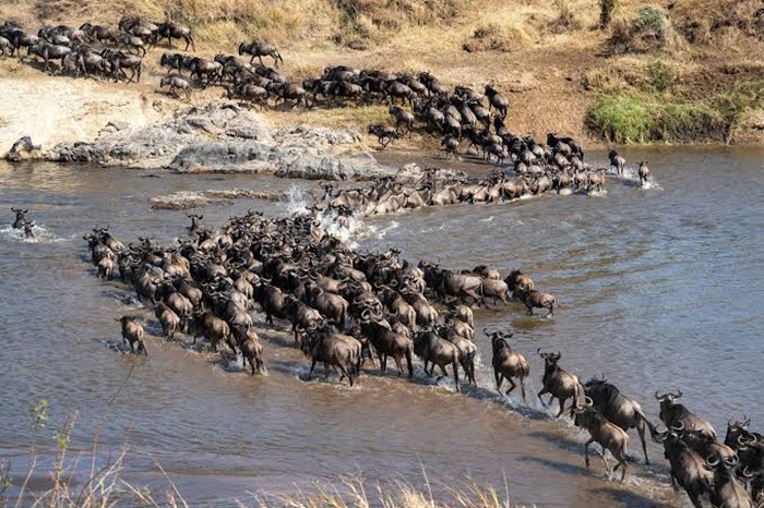 Cuộc đại di cư khủng khiếp của linh dương đầu bò tại vườn quốc gia Maasai Mara - Ảnh: Mamis Tours & Travel