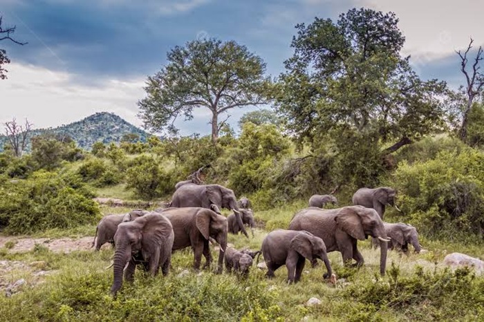 Đến Kruger, du khách được chiêm ngưỡng voi nằm trong Big Five huyền thoại - Ảnh: Pngtree