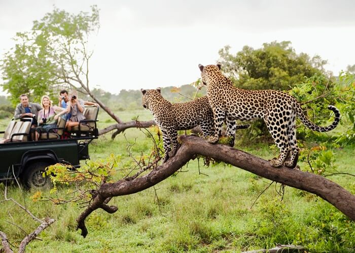 Chiêm ngưỡng động vật trong tour safari nổi tiếng ở châu Phi bằng xe jeep - Ảnh: Lữ Hành Việt Nam