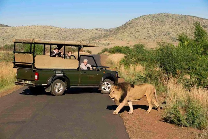 Đi xe jeep ngắm nhìn động vật hoang dã là trải nghiệm ở Nam Phi vô cùng thú vị - Ảnh: Tràng An Travel