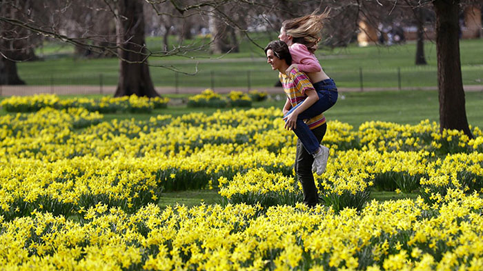 Du lịch Anh mùa nào đẹp nhất - Mùa xuân là mùa của hoa thủy tiên ở Anh.