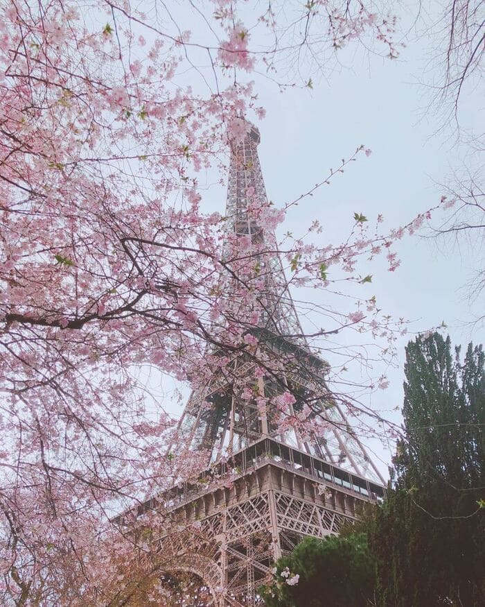 Du lịch châu Âu tháng 2 - Vẻ đẹp thơ mộng, lãng mạn của thủ đô nước Pháp dưới tán cây anh đào