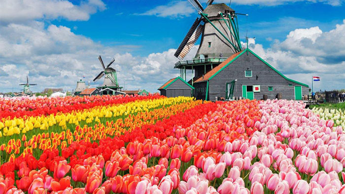 Du lịch Châu Âu tháng 3 - Hoa Tulip nở rộng tại Hà Lan vào mùa xuân