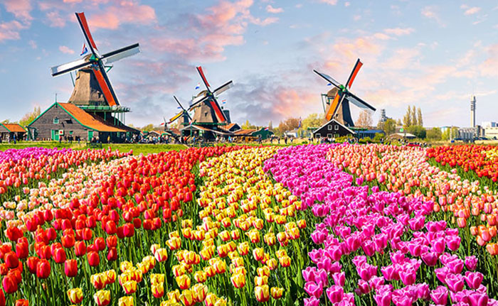 Du lịch Châu Âu tháng 3 - Cả một rừng Tulips nhiều màu sắc