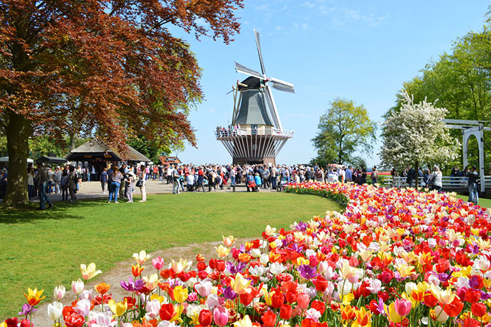 Du lịch Châu Âu tháng 4 - Hoa Tulip nở rộ ở Hà Lan