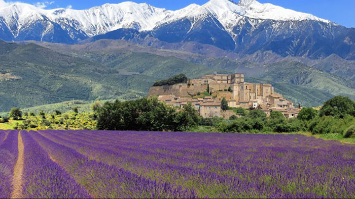 Du lịch Châu Âu tháng 7 - Cánh đồng oải hương tím bát ngát tại Provence, Pháp