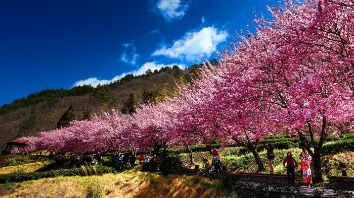 Du lịch Đài Loan mùa nào đẹp - Hoa anh đào nở rộ