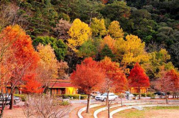 Cẩm nang du lịch đài loan - Mùa Thu ở Đài Loan rợp sắc đỏ khi các loài cây thay lá.