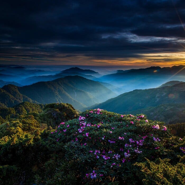 Chơi gì ở Đài Trung - Hoa đỗ quyên - Loài hoa đẹp và nổi tiếng nhất vào mùa xuân trên núi Hehuanshan