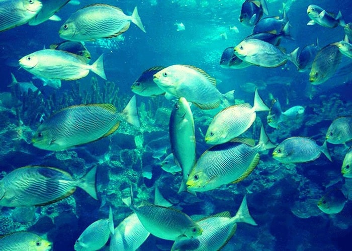 Hội tụ hơn 5000 sinh vật biển rực rỡ sắc màu