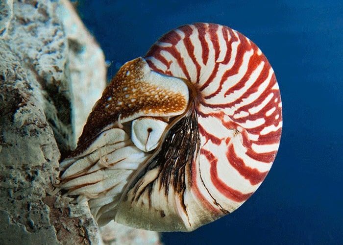 Ốc Anh Vũ - Một trong những loài ốc độc đáo ở thủy cung