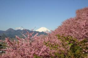 Du Lịch Nhật Bản Mùa Xuân: 1 Ngày Khám Phá Các Kỳ Quan