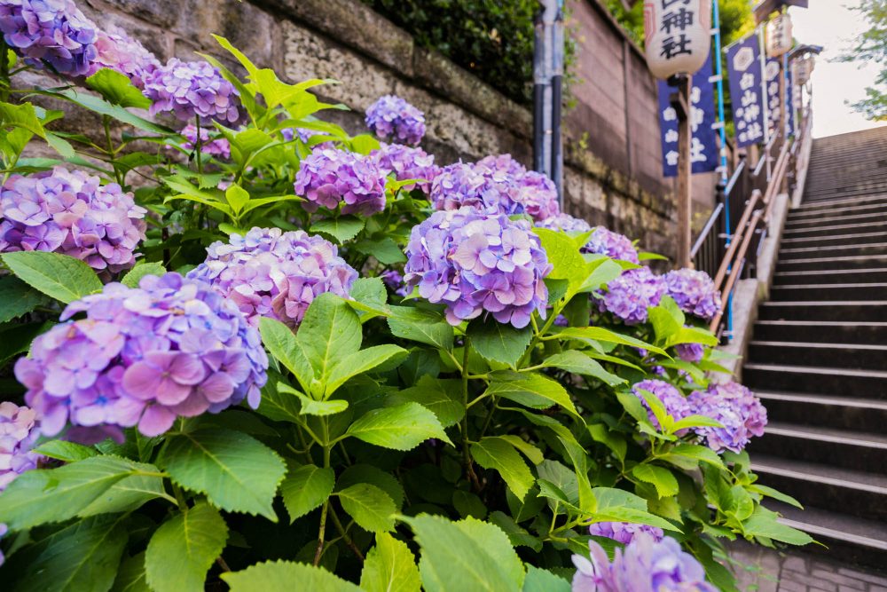 Hoa cẩm tú cầu ở đền Hakusan