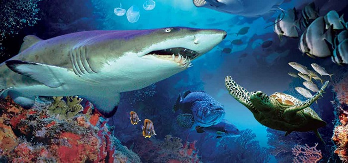 Thế giới đại dương với các loài cá hung dữ ở Aquaria Kuala Lumpur City Center, bạn phải khiếp sợ