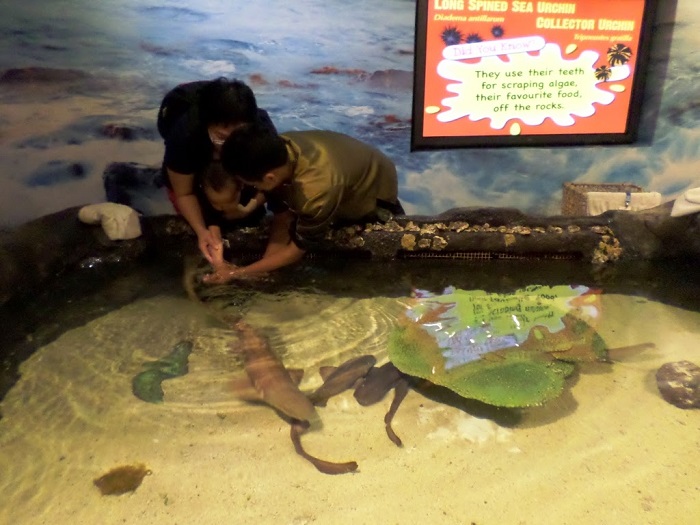 Chạm vào cơ thể của những loài sinh vật biển lạ lùng ở thủy cung Aquaria Kuala Lumpur City Center 