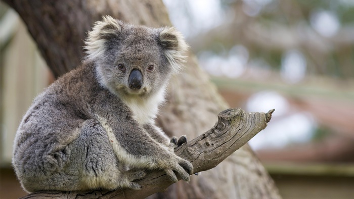 Điểm tham quan ở Canberra nhớ ghé thăm vườn thú