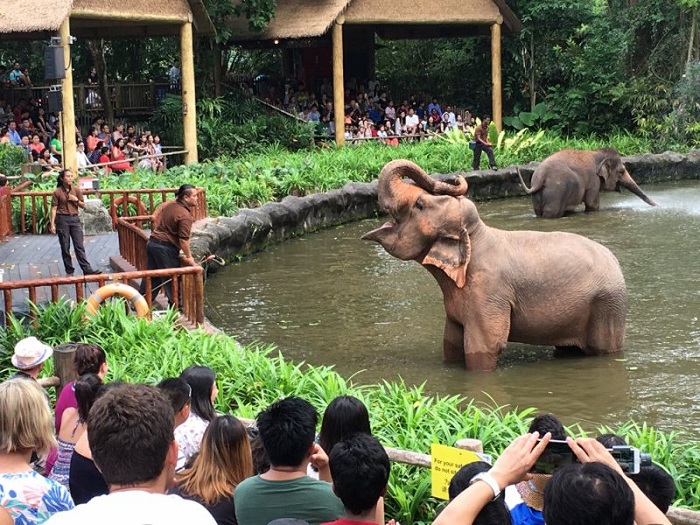 Tham Quan Singapore Zoo 3