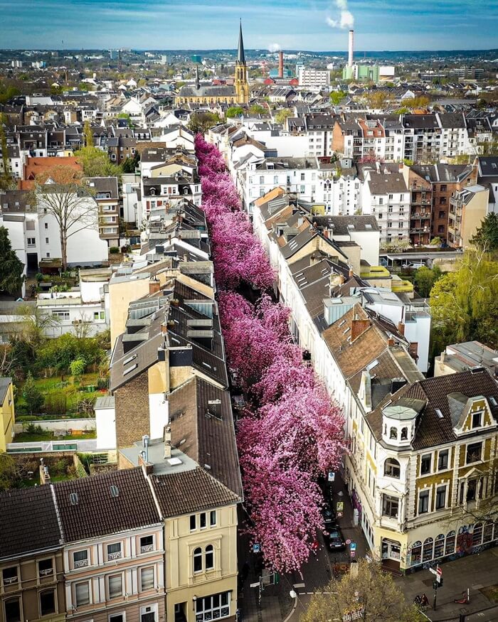 Nên đi tour Đức thời gian nào? Mùa xuân ngắm hoa anh đào nở
