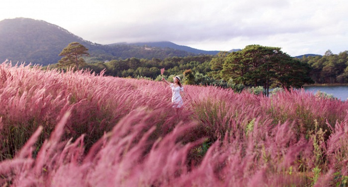 Đồi cỏ hồng là điểm du lịch gần nhau ở Đà Lạt hướng đi hồ Suối Vàng