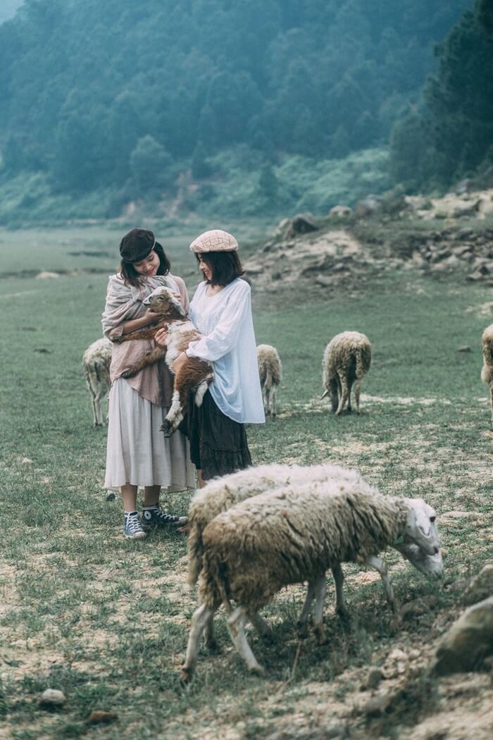 Cánh đồng cừu là điểm đến tour Nghệ An được nhiều bạn trẻ săn đón