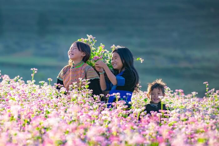 Kinh nghiệm du lịch Yên Minh rực rỡ trong sắc màu của hoa tam giác mạch