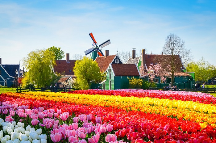Vườn hoa tulip Keukenhof 