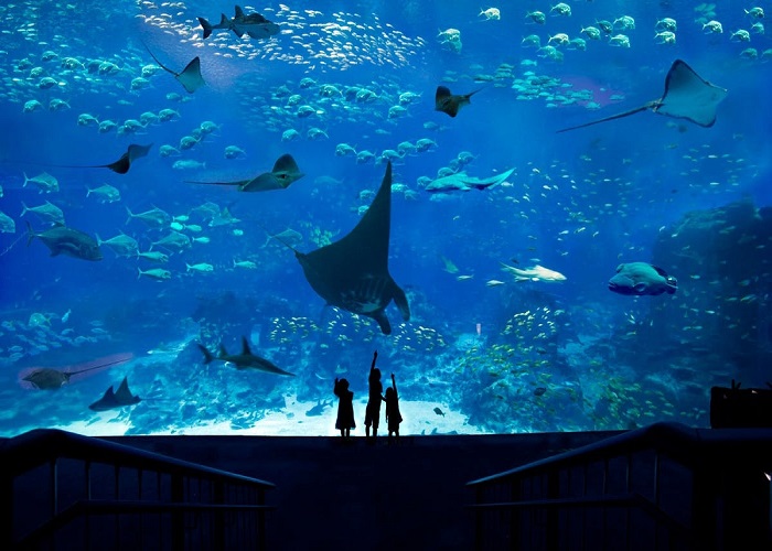 Thủy Cung Sea Aquarium