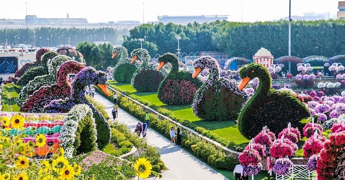 Khu vườn hoa lớn nhất thế giới Miracle Garden Dubai