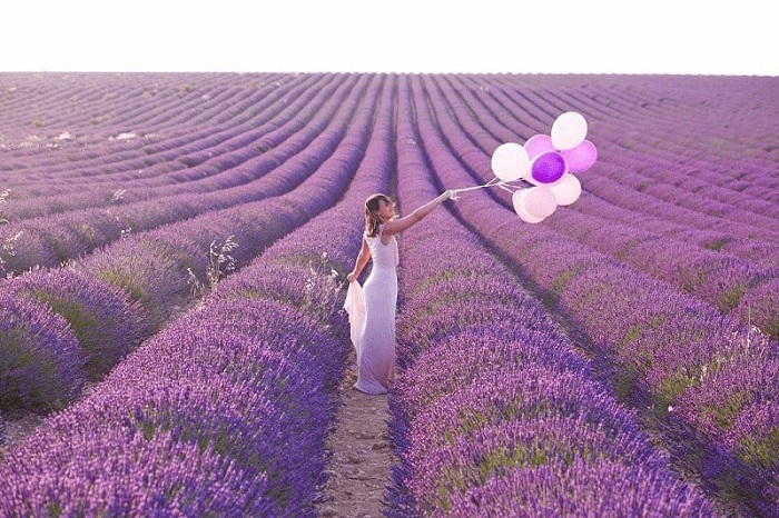 Cánh đồng hoa lavender ở Gordes