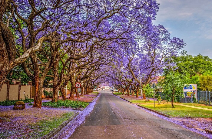 Thủ đô Pretoria - được mệnh danh là thành phố hoa phượng tím