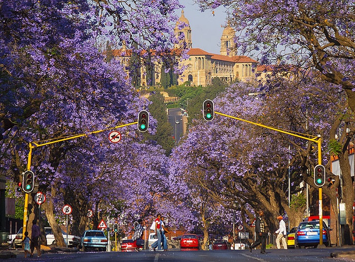 Thủ đô Pretoria- được mệnh danh là thành phố hoa phượng tím