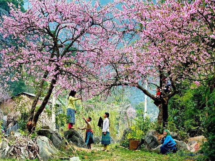 Du lịch Sapa: Cùng ngắm hoa đào ở Sapa