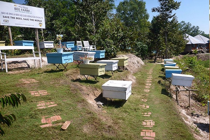 Du lịch Phú Quốc: Ghé thăm Trại ong mật Phú Quốc