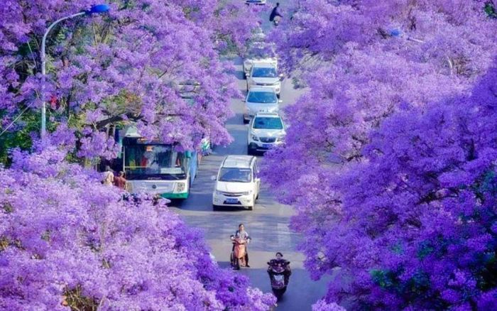 Mùa hoa nở rộ khắp Côn Minh vào tháng 3 – tháng 10