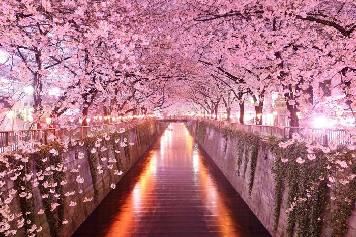 Đường hầm hoa anh đào tại sông Meguro